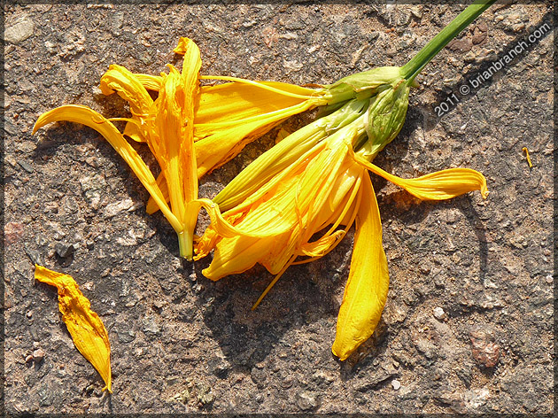 P1150726_flower_and_road