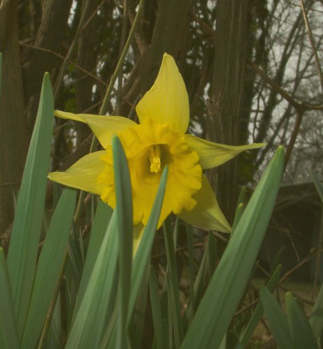 Daffodil, February 28, 2008