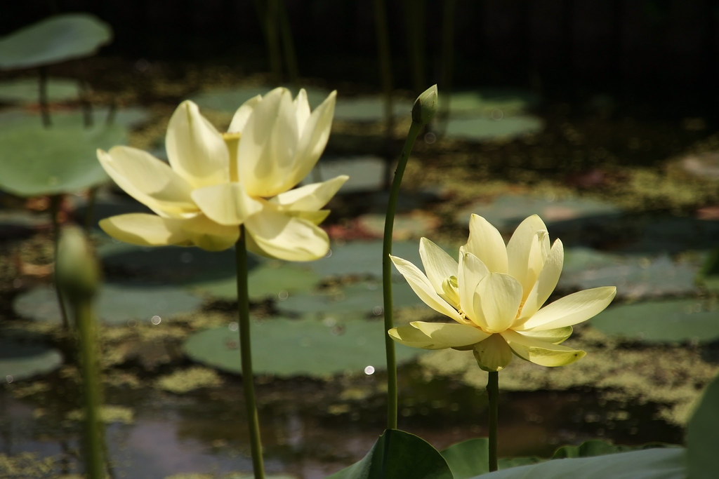 American Lotus / 黄花蓮