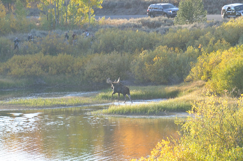 Moose, Oxbow Bend, Grand Teton NP