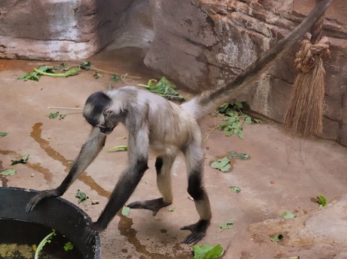 Saint Louis Zoological Garden, in Saint Louis, Missouri, USA - monkey 1