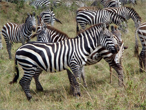 你拍攝的 45 Masai Mara - Zebra。