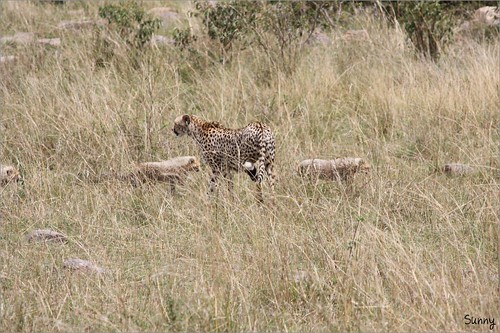 你拍攝的 57 Masai Mara - Leopard。