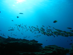 School of Yellow-Striped Snappers