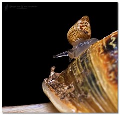 Garden Snail (Helix aspersa) - Piggy-back ride on daddy