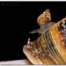 Garden Snail (Helix aspersa) - Piggy-back ride on daddy