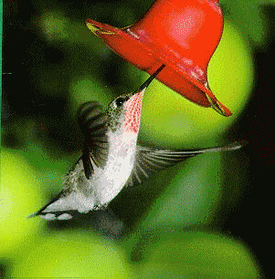 kolibria