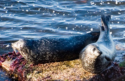 Seals at Ham (1)