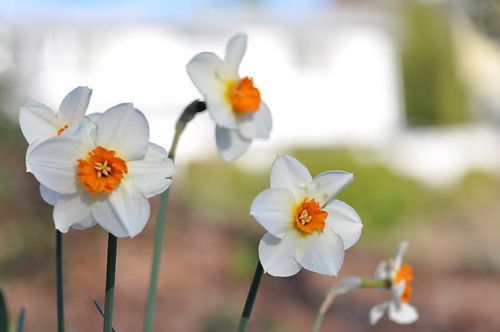 Daffodils, earlier this month. Photo by Freeman Mester in the Beacon Hill Blog photo pool.