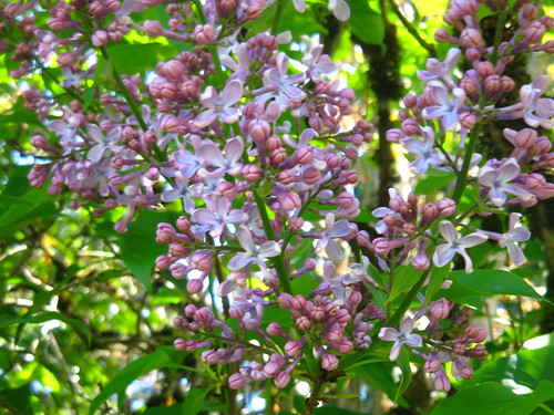 lavender liliac
