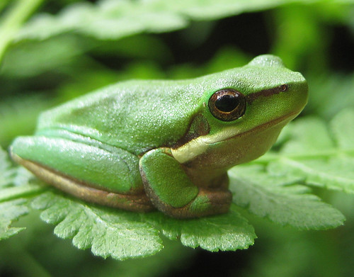 Frog that turned milk into butter and lived