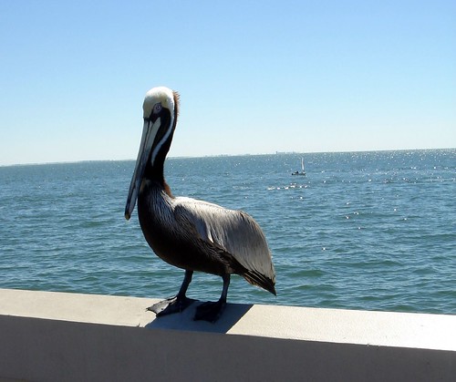 pelican at the pier
