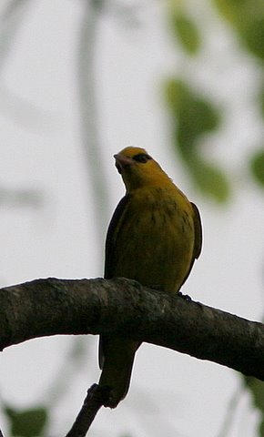 golden oriole lalbagh 220308