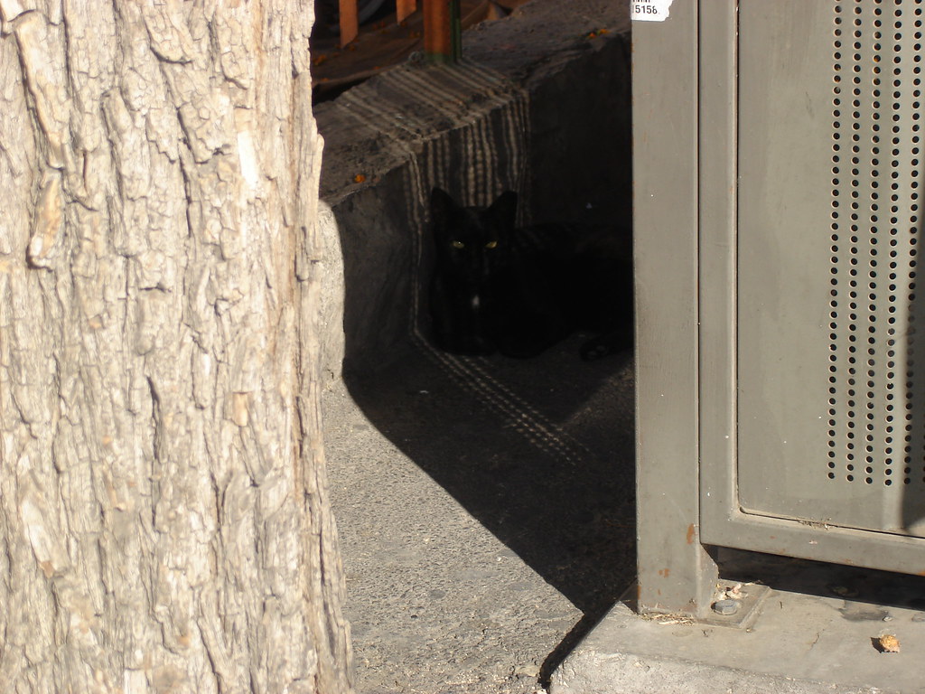 Cat in shadow