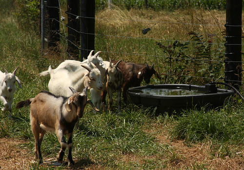 Goats come in from grazing for water