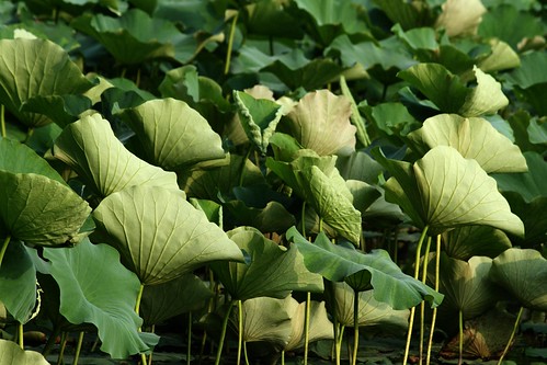 Water Lily Leafs (by niklausberger)