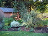Our Yard - Mid-June 2008