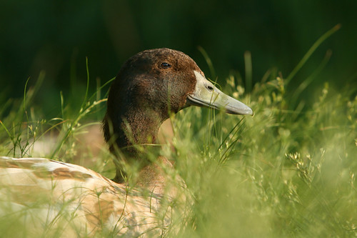 brown duck in grass