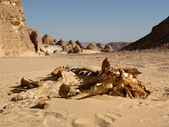 Dead Camel in Desert