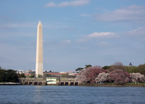 tidal basin during cherry blossoms