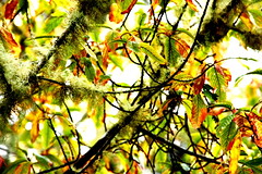 Mosses and leaves
