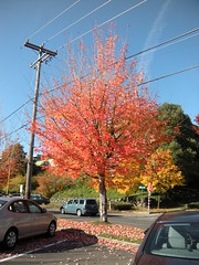 Signs of Fall Tree