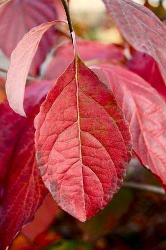red leaves 3