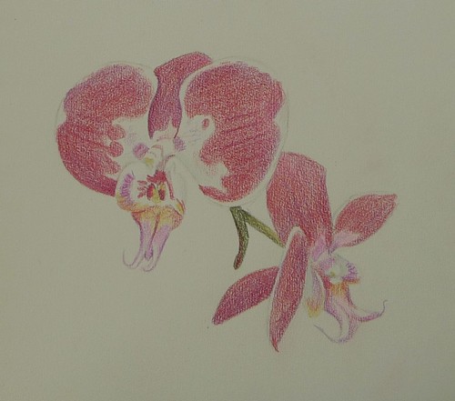 black and white orchid drawing. orchid drawing (jennifer