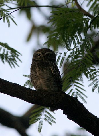 Sainath's Spotted Owlet lalbagh 150308