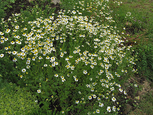 Chamomile in bloom