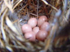 Seven little wren eggs