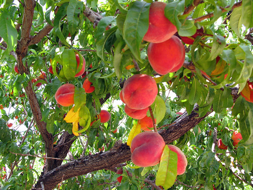 clipart peach tree - photo #35