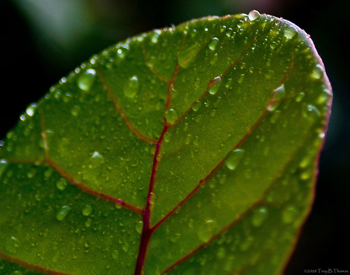 20080815_LeafWaterdrops1