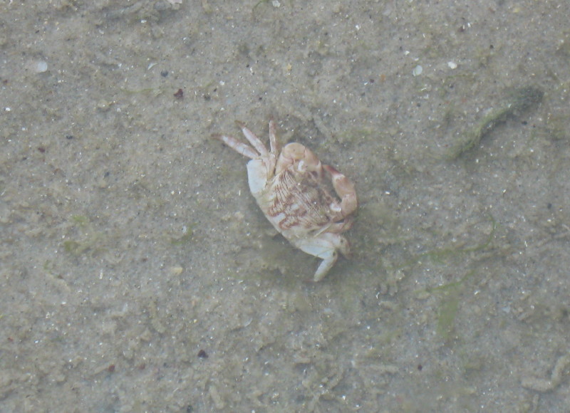 21-8-2008-crabdead