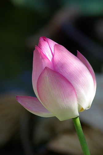 Picture with Pentax K10D and Tamron 70-300 Di LD Macro 1:2 in Macau on Lotus Flower