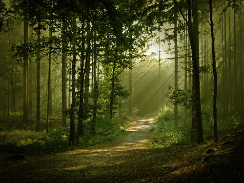 Imagini pentru imagini pădurea cu vietăți