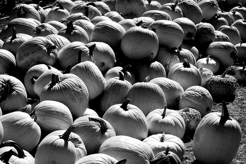pumpkins in black and white