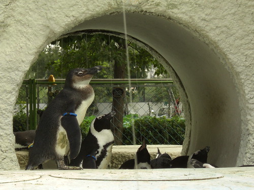 ケープペンギン＠上野動物園