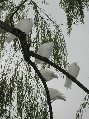 Hello Kitty taking Photograph of White Birds in Peony Garden, HangZhou