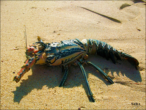 Dead Lobster