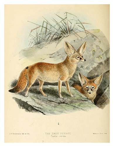 004-El Fenec-Dogs jackals wolves and foxes…1890- J.G. Kulemans