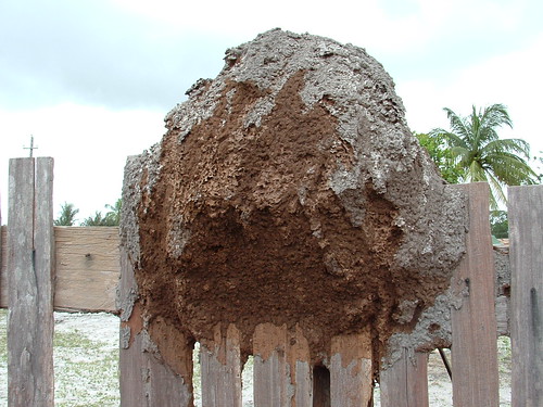 termites or wood ants in