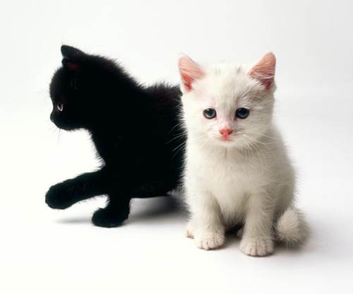 Black Kitten White Kitten
