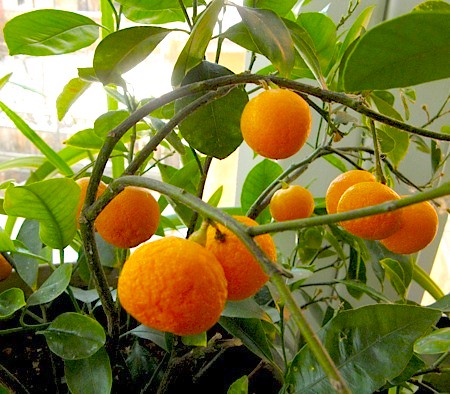 mini-oranges
