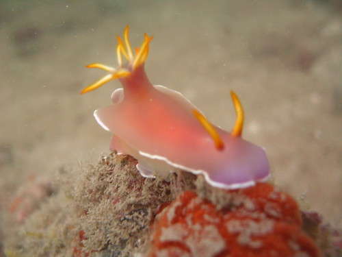 bullocki nudibranch