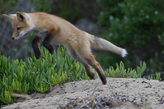 Red Fox Pup(s) Morro Bay, CA 28 May 2008