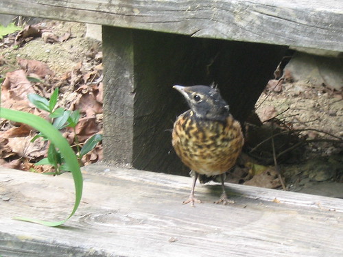 Young robin stepping out