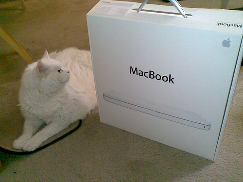 Cat and MacBook
