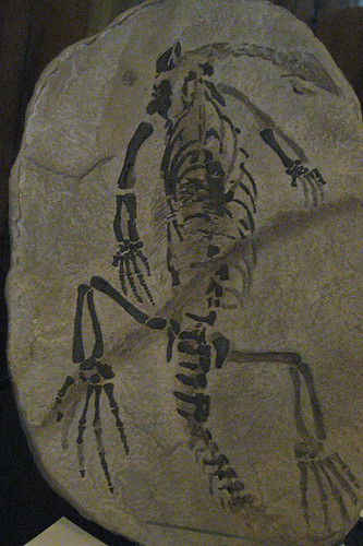 redpath skeleton