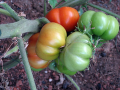costoluto tomatoes ripening